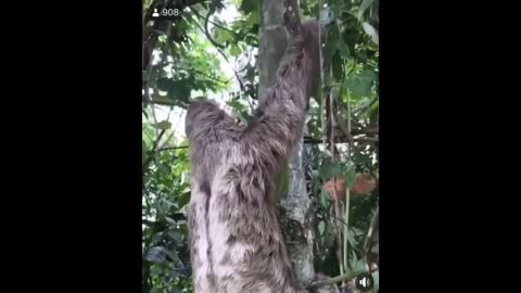 Man Helps Sloth cross the Road " Waves Bye Bye to him