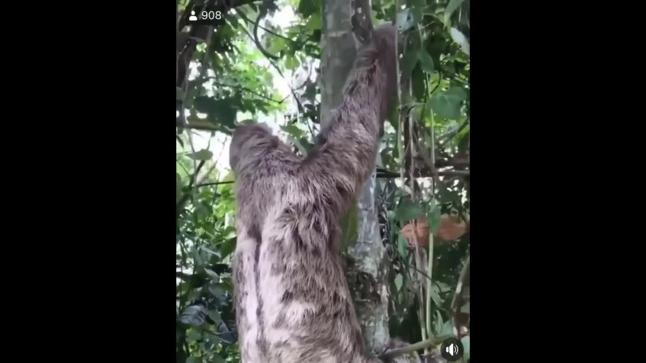 Man Helps Sloth cross the Road " Waves Bye Bye to him
