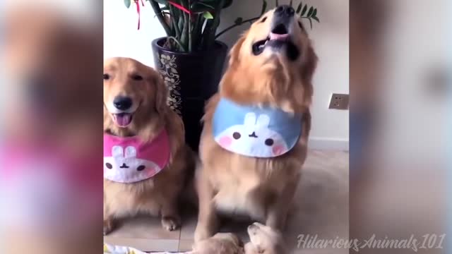 Cute Pets | Funny Animals Compilation