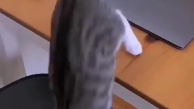 Computer Cat computer 🖥 🐈⬛ Love cats? Like & Share