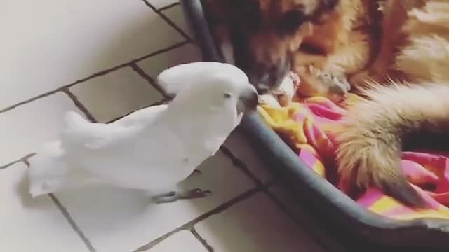 A parrot imitates a dog's sound