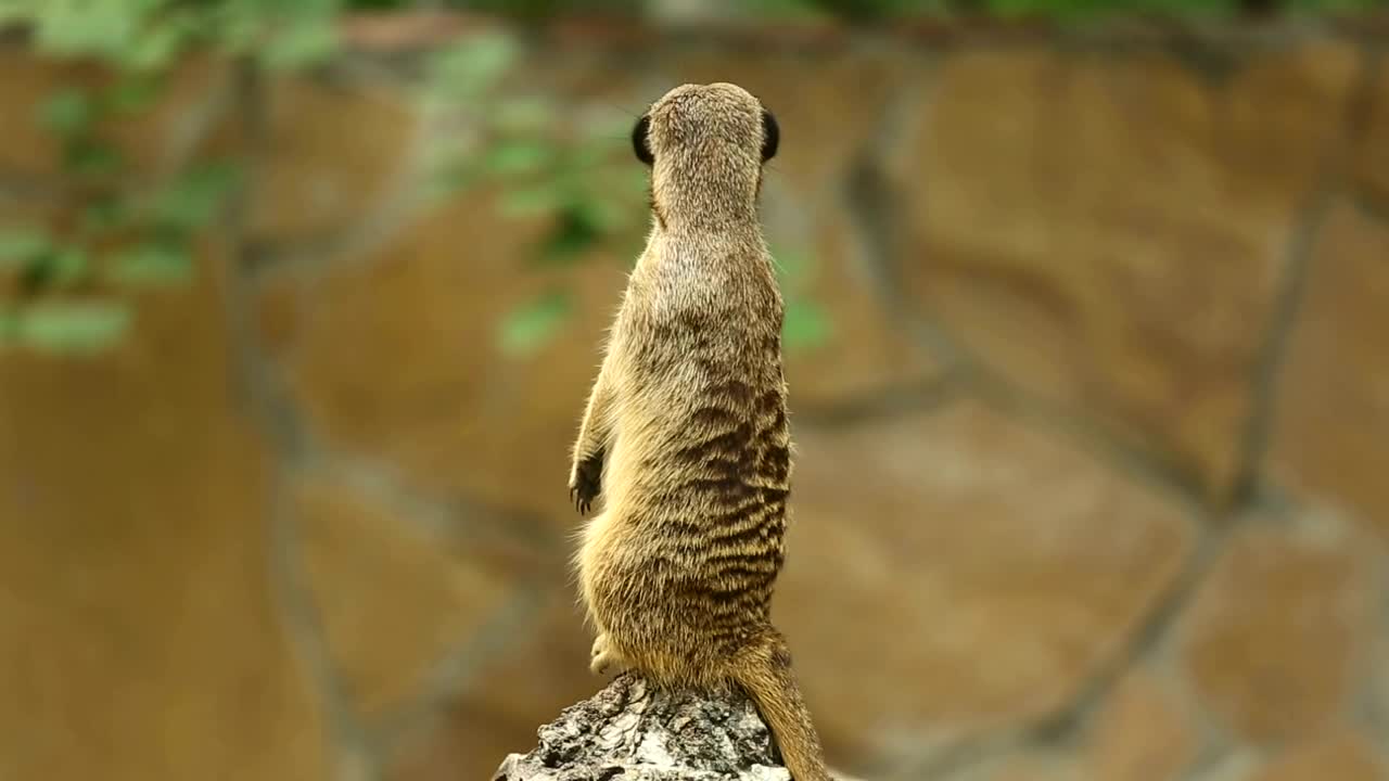 Meerkat in the wild