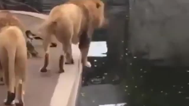 lion fall in water !! funny lion video