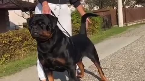 rottweiler dog 😍