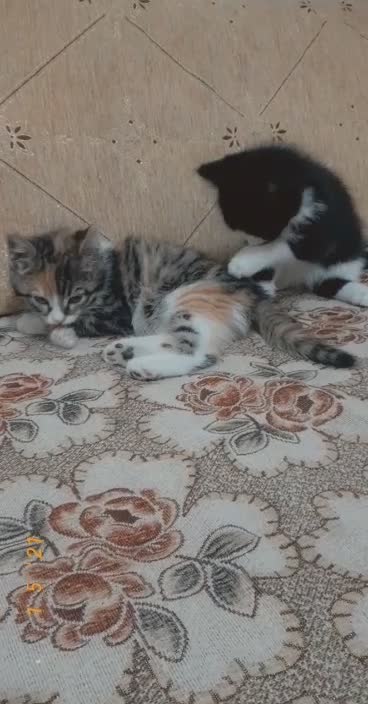 Beautiful cats are very cool