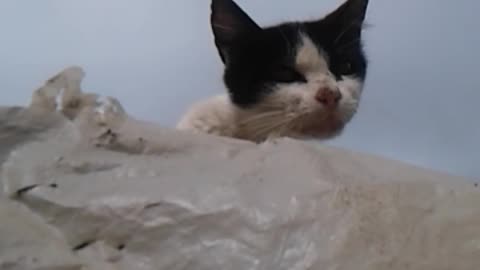 angry cat