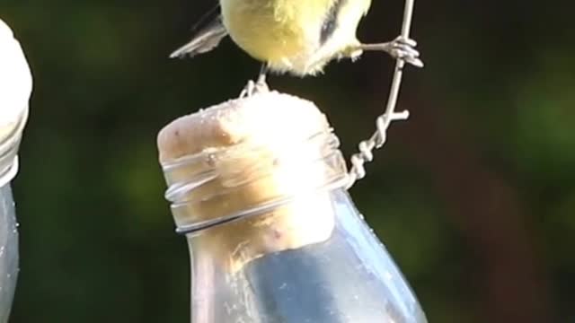 beautiful birds|Lovely birds|no copyright video|Nocopyright video|#shorts