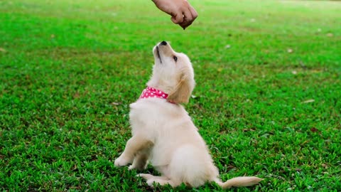 Cute dog play with owner funny