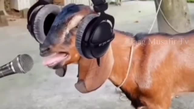 New animal hit mix dj funy 😂😂😂