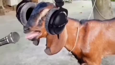 New animal hit mix dj funy 😂😂😂