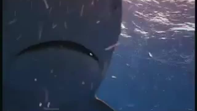 shark attack the kiss gruesome shark