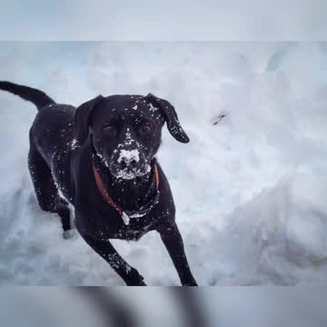 A Dogs Snow Fun!