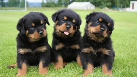 Rottweiler dog life journey status status