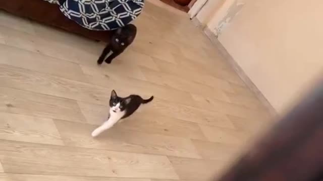 Cats that fight fish walk like models