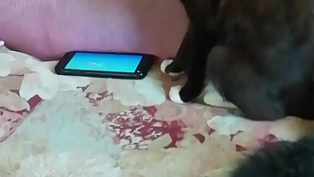 Kitty Fascinated by Fish Inside a Cell Phone