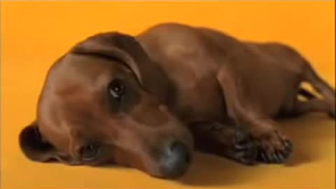 Pedigree Dachshund Doxie Commercial