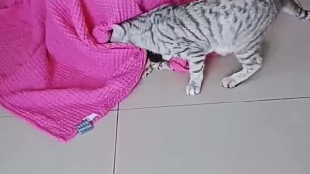 Cat funny video part-38