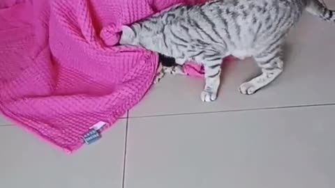 Cat funny video part-38