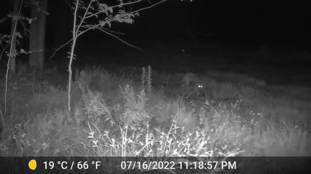 Coyote on night cam