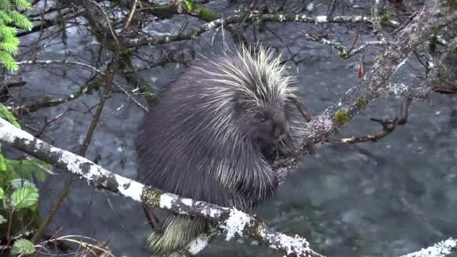 Porcupine on a tree