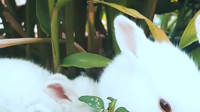 You won't believe what these little bunnies did.