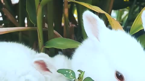 You won't believe what these little bunnies did.