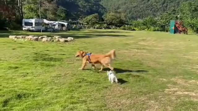 You can say you don't understand the world of dogs