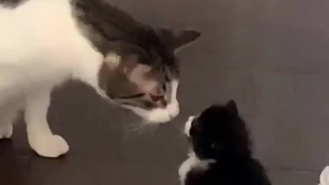 Really cute cats... funny moments of cat video