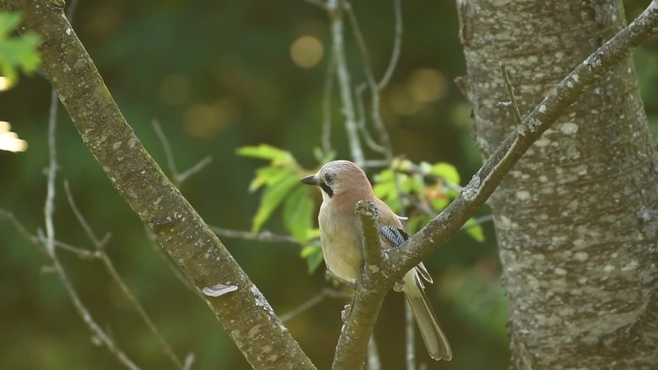 Nature's glimpse | Relaxing Nature