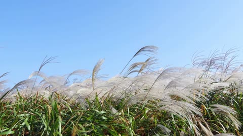 The silver grass on the hill sways in the autumn breeze