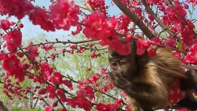 Cute little monkey picking flowers