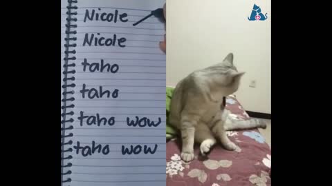 Cats talking!! these cats can speak english (part 2)