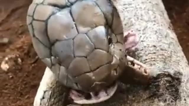 King cobra hunting to another snake