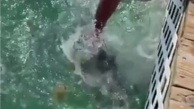 Feeding Tarpon Can Be Difficult