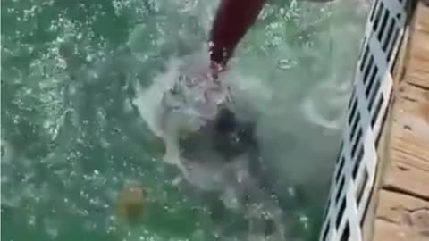 Feeding Tarpon Can Be Difficult