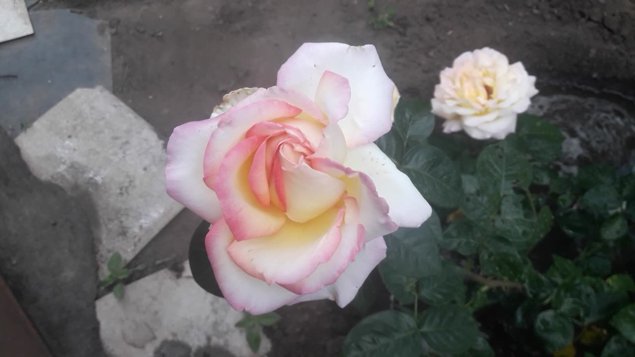 Rose after watering