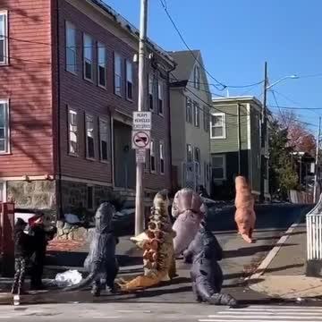 Animal clothing on the street