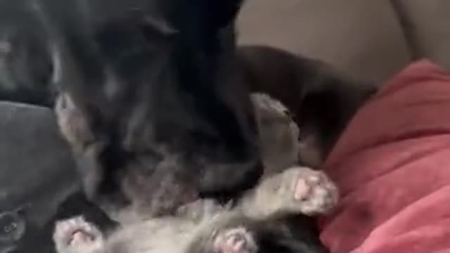 The dog loves the cat very much