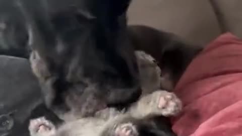 The dog loves the cat very much