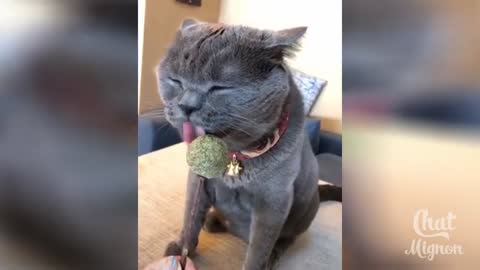 20 Cute and Funny Cat Video