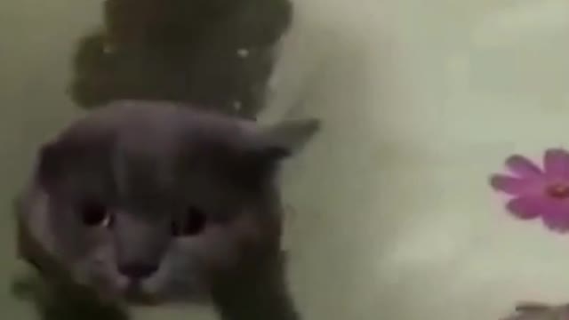 Due to swimming Cat