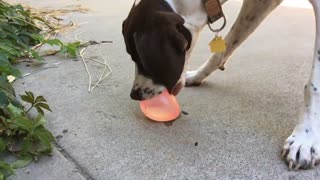 Will Nala pop the water balloon? So funny!