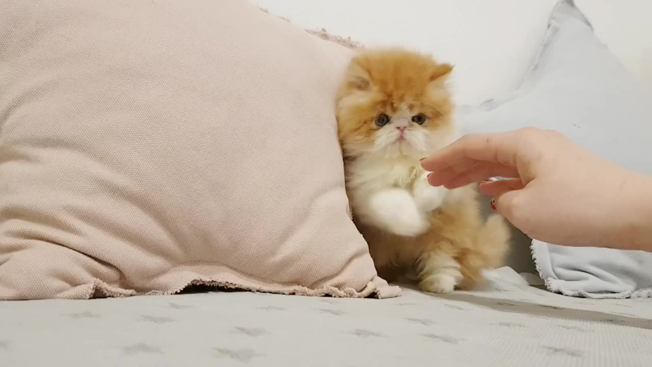 Persian kitty video cutest kitten - short.mp4