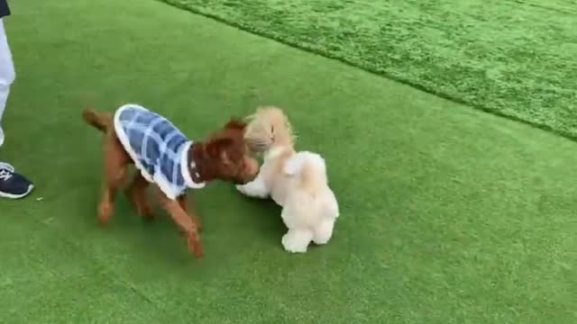 Funniest & Cutest Golden Puppies of Funny Puppy Videos