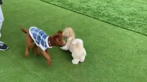 Funniest & Cutest Golden Puppies of Funny Puppy Videos