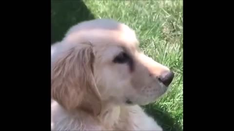 Episode 16 - Unwind with pets