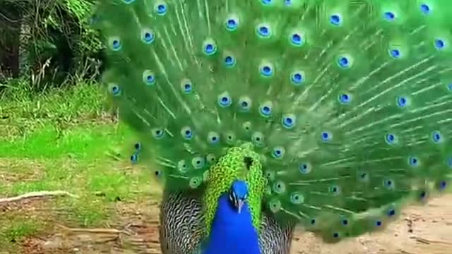 Morning peacock dance...