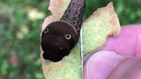 Dancing but Creepy Cute Caterpillar