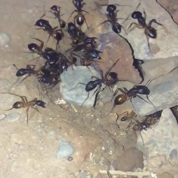 Life in an Ant Colony