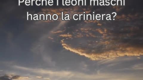 Fatto del Leone 10 - Perché i leoni maschi hanno la criniera?